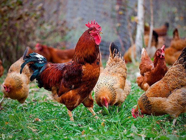Породы куриц | ЗооТом - продажа, вязка и услуги для животных в Тюкалинске