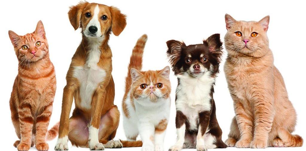 Доска объявлений о животных | ЗооТом - продажа, вязка и услуги для животных в Тюкалинске