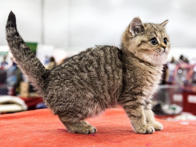 Породы кошек в Тюкалинске | ЗооТом портал о животных