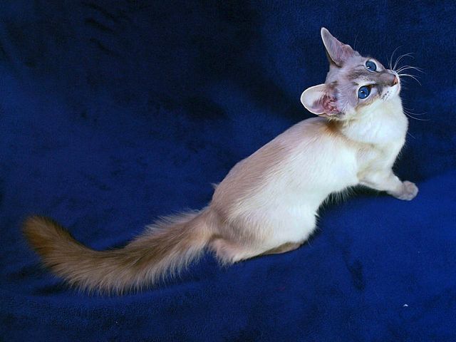 Выведенные породы кошек в Тюкалинске | ЗооТом портал о животных