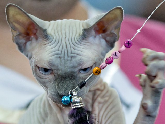 Выставки кошек в Тюкалинске | ЗооТом портал о животных