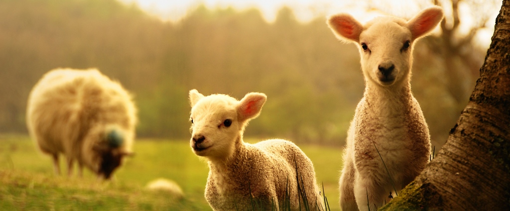 Объявления о сельскохозяйственных животных | ЗооТом - продажа, вязка и услуги для животных в Тюкалинске