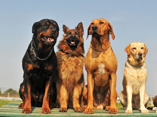 Крупные породы собак в Тюкалинске | ЗооТом портал о животных