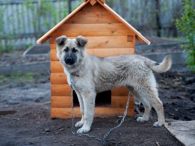 Все о собаках в Тюкалинске